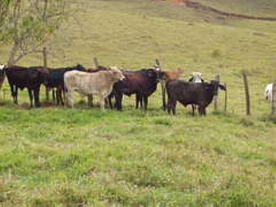GADO NA PASTAGEM-FOTO:ANTONIODACOSTALIMA [PANORAMIO] - DESTERRO DO MELO - MG