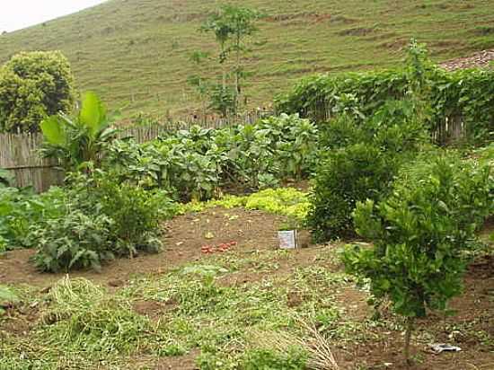 HORTALIAS NO STIO RIBEIRO-FOTO:ANTONIODACOSTALIMA [PANORAMIO] - DESTERRO DO MELO - MG