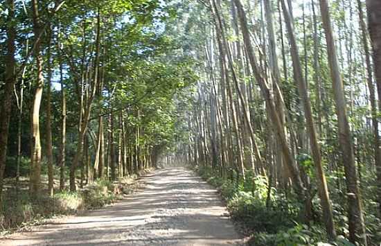 ESTRADA REAL-FOTO:RODRIGO P. PASSOS  - DIAS TAVARES - MG