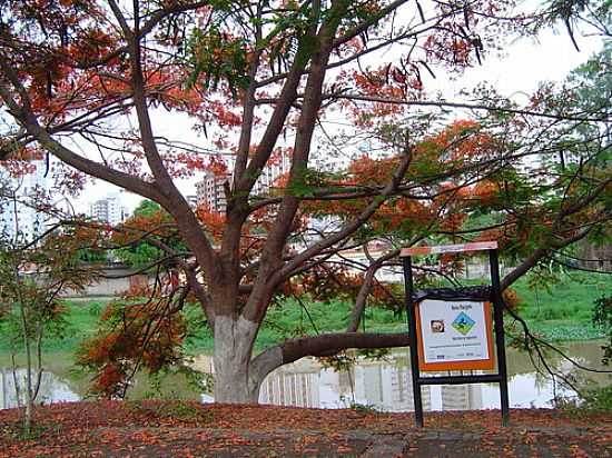 DIVINPOLIS-MG-RIO ITAPECERICA NO BAIRRO PORTO VELHO-FOTO:MAURICIO COUTO - DIVINPOLIS - MG