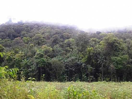 LOURENO-AP-VISTA DA VEGETAO-FOTO:ALAN KARDEC - LOURENO - AP