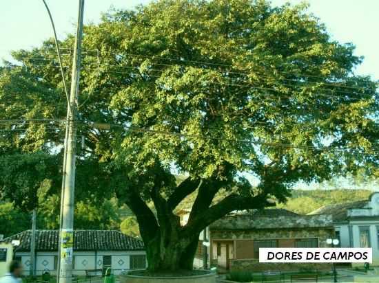 FIGUEIRA ENCANTADA, POR VERONICA - DORES DE CAMPOS - MG