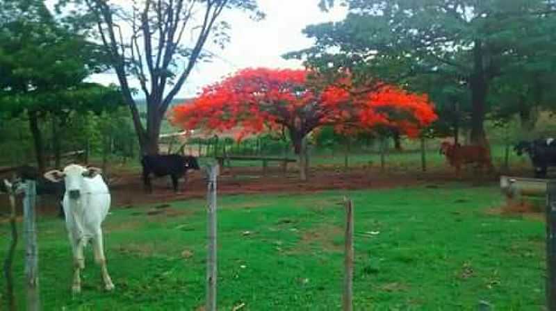 DORES DO INDAI-MG-FLAMBOYANT NA REA RURAL-FOTO:VINICIUS SILVA ZICA-FACEBOOK - DORES DO INDAI - MG