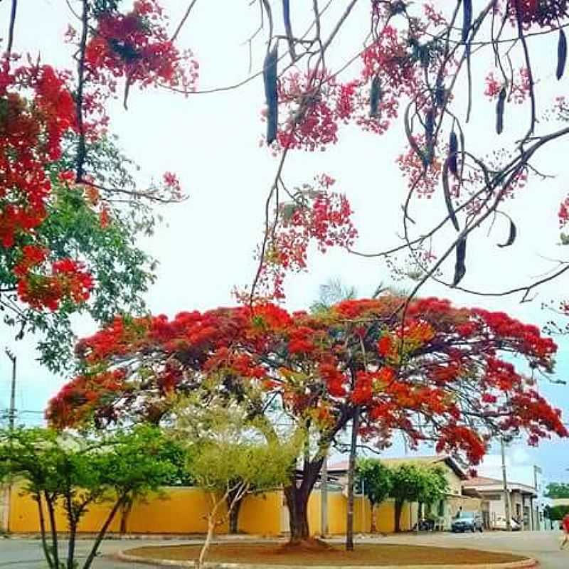 DORES DO INDAI-MG-FLAMBOYANT NO CENTRO DA CIDADE-FOTO:DIONE FERNANDES-FACEBOOK - DORES DO INDAI - MG