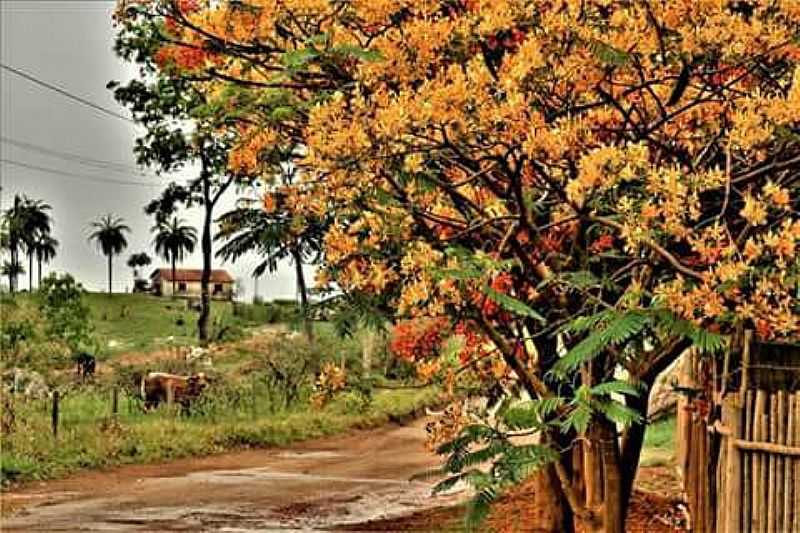 DORES DO INDAI-MG-ZONA RURAL-FOTO:ADILSON LOPES OLIVEIRA-FACEBOOK - DORES DO INDAI - MG
