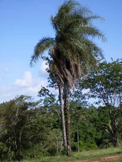 VEGETAO TPICA, POR SANDOVAL - DOURADOQUARA - MG