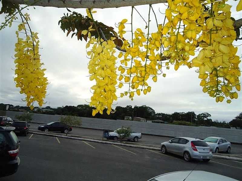 MACAP-AP-FLORES ACCIA NO AEROPORTO-FOTO:PEDRO PAULO - MACAP - AP