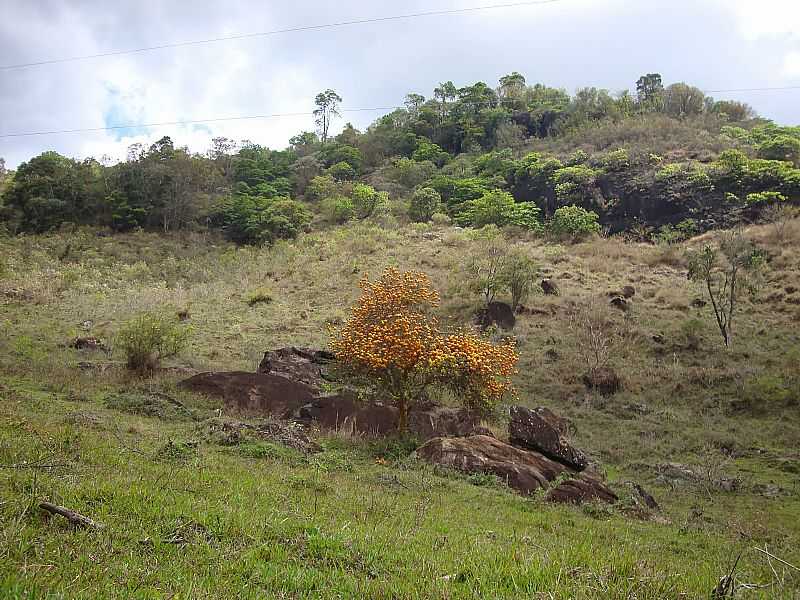 ESTEVO DE ARAJO-PE-FLORES NO P DA SERRA-FOTO:J ARAJO - ESTEVO DE ARAJO - MG