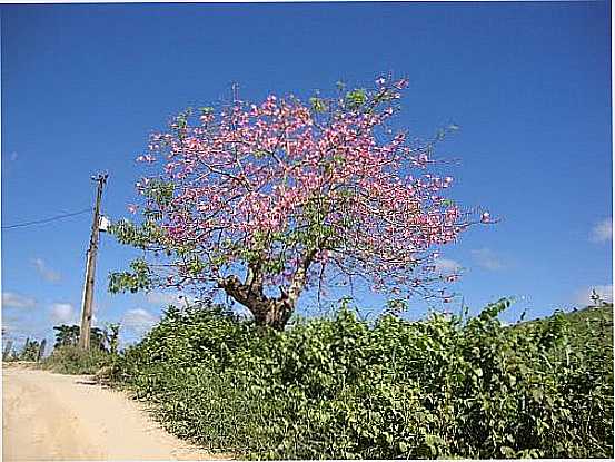 BARRIGUEIRA FLORIDA-FOTO:CBRUNOMINAS - ESTRELA DE JORDNIA - MG