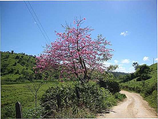 BARRIGUEIRA FLORIDA NA BEIRA DA ESTRADA EM ESTRELA DE JORDNIA-FOTO:CBRUNOMINAS - ESTRELA DE JORDNIA - MG