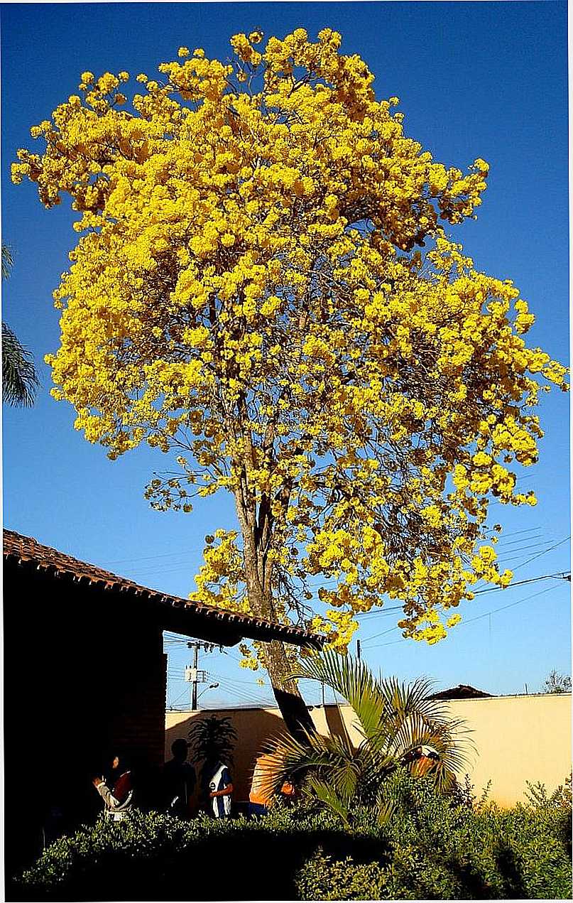 FELCIO DOS SANTOS-MG-LINDO IP AMARELO-FOTO:WILSON FORTUNATO - FELCIO DOS SANTOS - MG