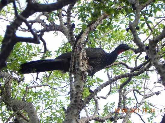 FAUNA BOM JARDIM, FERVEDOURO-FOTOIDARI FRANCHINI - FERVEDOURO - MG