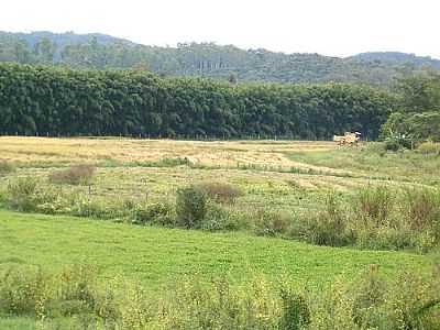 COLHEITA DE ARROZ, POR WALTER MEWES - FLORESTAL - MG