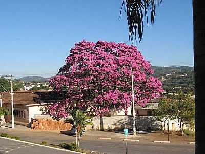 ESCOLA ESTADUAL SERAFIM RIBEIRO DE REZENDE
 - FLORESTAL - MG