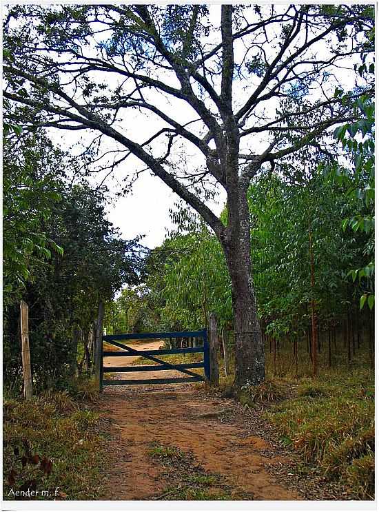 FORMIGA-MG-RVORE