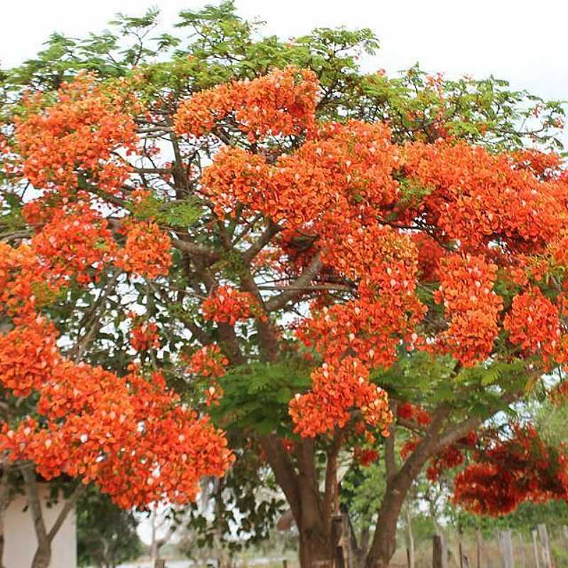 IMAGENS DA CIDADE DE FORMOSO - MG - FORMOSO - MG