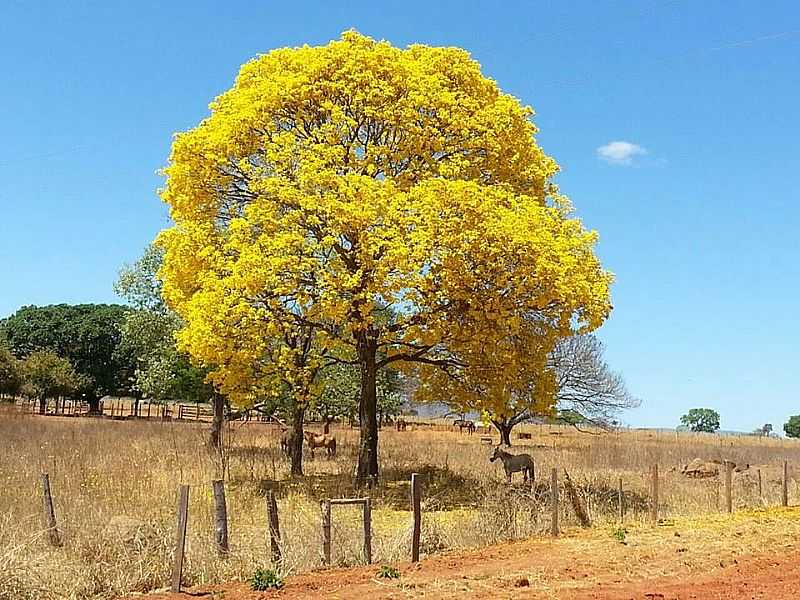 IMAGENS DA CIDADE DE FORMOSO - MG - FORMOSO - MG