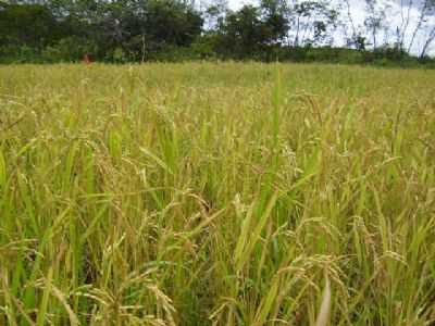 ROA DO ARROZ, POR LU - GAMELEIRAS - MG