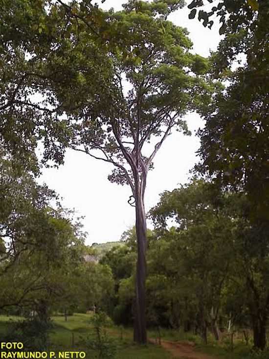 RVORE DE PAU BRASIL EM GOIAN-FOTO:RAYMUNDO P NETTO - GOIAN - MG