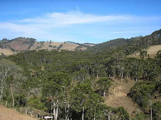 ARAUCRIAS EM GONALVES-MG-FOTO:FABRICIOCAMPOS - GONALVES - MG