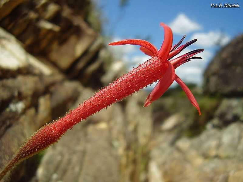 GRO MOGOL-MG-BARBACENIA UMBROSA-FOTO:VINCIUS ANTONIO DE OLIVEIRA - GRO MOGOL - MG