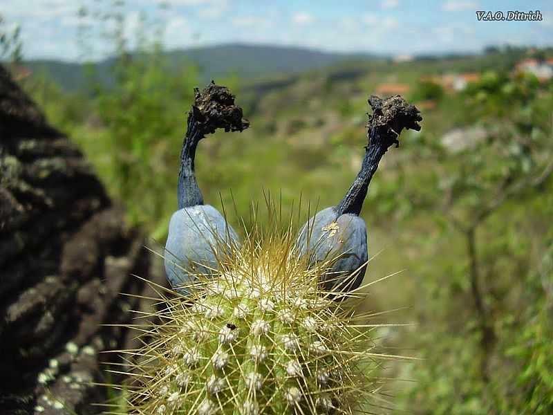 GRO MOGOL-MG-CACTACEAE-FOTO:VINCIUS ANTONIO DE OLIVEIRA  - GRO MOGOL - MG