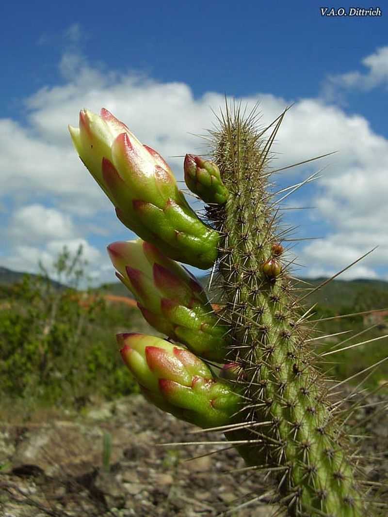 GRO MOGOL-MG-CACTACEAE-FOTO:VINCIUS ANTONIO DE OLIVEIRA - GRO MOGOL - MG