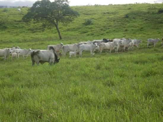 O PASTO EM GUARANILANDIA , POR IVONE FERREIRA DA SILVA - GUARANILNDIA - MG