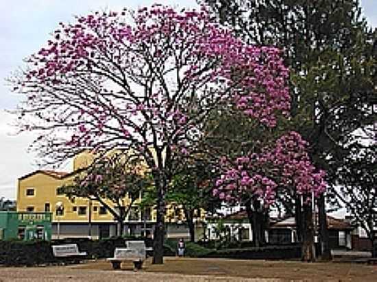 IP ROXO NA PRAA DA MATRIZ-FOTO:TARCISO [PANORAMIO] - GUIMARNIA - MG