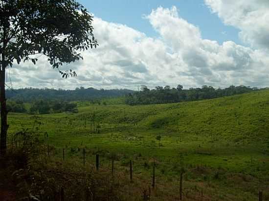 PASTAGEM EM SERRA DO NAVIO-AP-FOTO:ALAN.KARDEC - SERRA DO NAVIO - AP