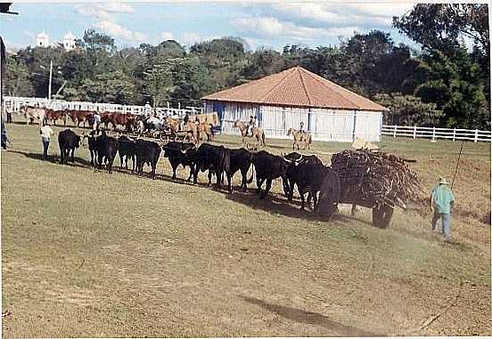 CARRO DE BOIS TRADIO DE IBERTIOGA, POR MAESTRO ALENCAR    KACAI - IBERTIOGA - MG