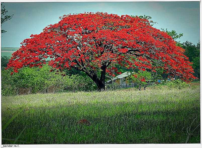 IGUATAMA-MG-MAJESTOSO FLAMBOYANT-FOTO:AENDER M. FERREIRA - IGUATAMA - MG