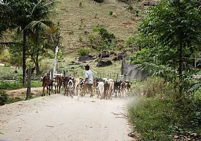 IMAGEM RURAL-FOTO:DECIO COUTINHO  - ITABIRINHA DE MANTENA - MG