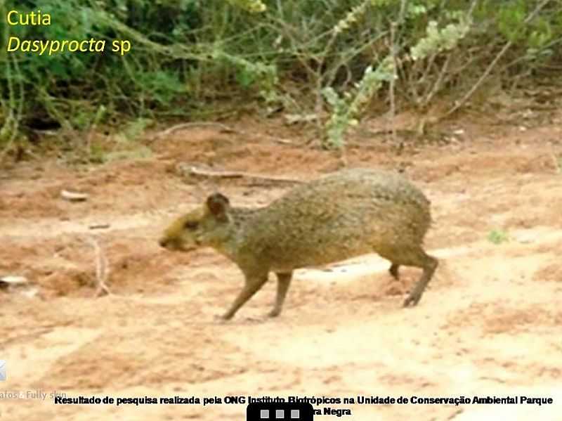 ITAMARANDIBA-MG-FAUNA NO PARQUE ESTADUAL DA SERRA NEGRA-FOTO:PM.ITAMARANDIBA.MG  - ITAMARANDIBA - MG