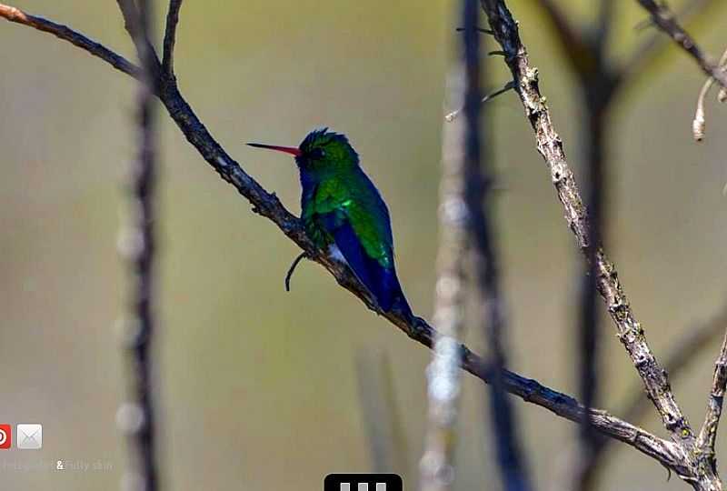 ITAMARANDIBA-MG-FAUNA NO PARQUE ESTADUAL DA SERRA NEGRA-FOTO:PM.ITAMARANDIBA.MG  - ITAMARANDIBA - MG