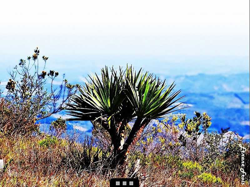 ITAMARANDIBA-MG-FLORA DO PARQUE ESTADUAL DA SERRA NEGRA-FOTO:PM.ITAMARANDIBA.MG  - ITAMARANDIBA - MG