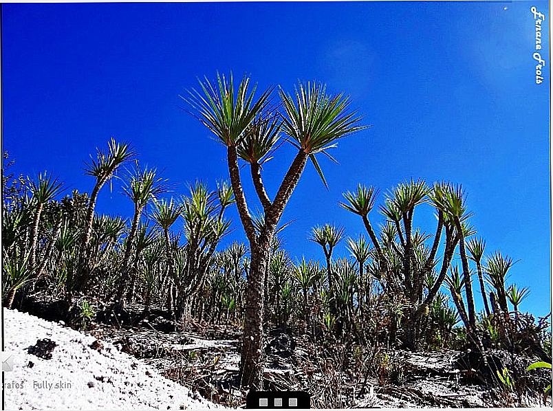 ITAMARANDIBA-MG-FLORA DO PARQUE ESTADUAL DA SERRA NEGRA-FOTO:PM.ITAMARANDIBA.MG - ITAMARANDIBA - MG