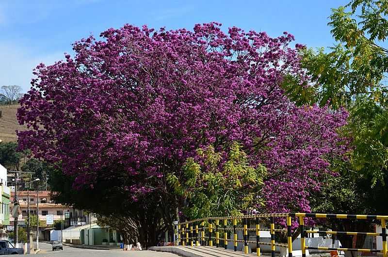 ITAMONTE-MA-RVORES FLORIDAS AO LADO DA PONTE-FOTO:CELSO ORTOLAN - ITAMONTE - MG