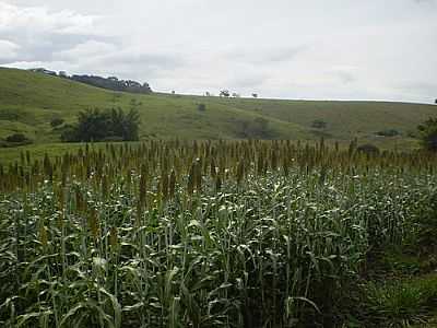 SORGO-FOTO:CARLINHOS MOREIRA HT  - ITAPIRUCU - MG