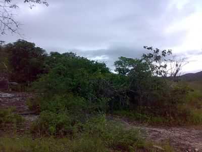 CAATINGA EXUBERANTE, POR EDIMAR [ GORDO ] - ITINGA - MG