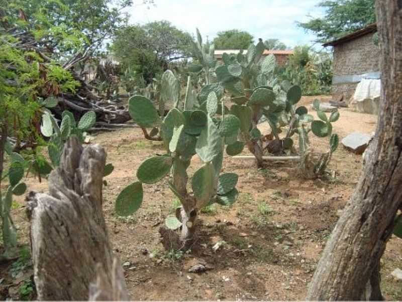 ABBORA-BA-PLANTAO DE PALMAS-FOTO:ACARADOINTERIOR.BLOGSPOT.COM.BR - ABBORA - BA