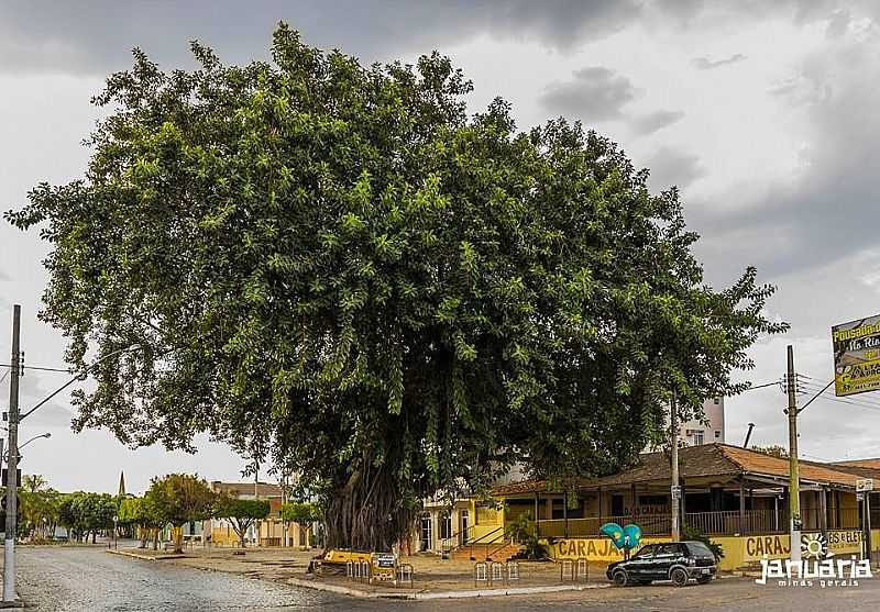 JANURIA - MINAS GERAIS - JANURIA - MG