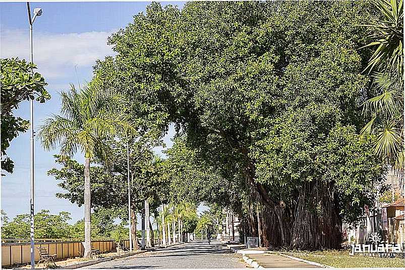 JANURIA - MINAS GERAIS - JANURIA - MG