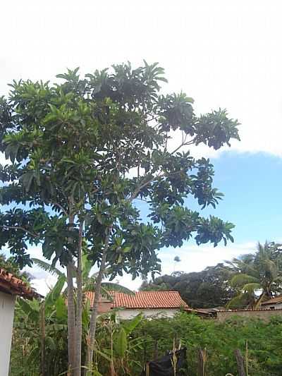  JENIPAPEIRO   - JENIPAPO DE MINAS - MG