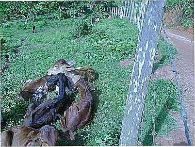 IMAGEM RURAL-FOTO:ALISONBAR  - JOANSIA - MG