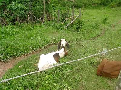 IMAGEM RURAL-FOTO:ALISONBAR  - JOANSIA - MG