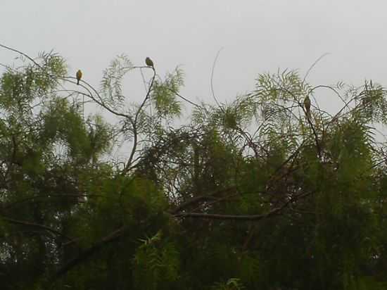 NATUREZA LIVRE, POR NILDA MARIA RIBEIRO (JOO MATEIRO) - LAGOA BONITA - MG