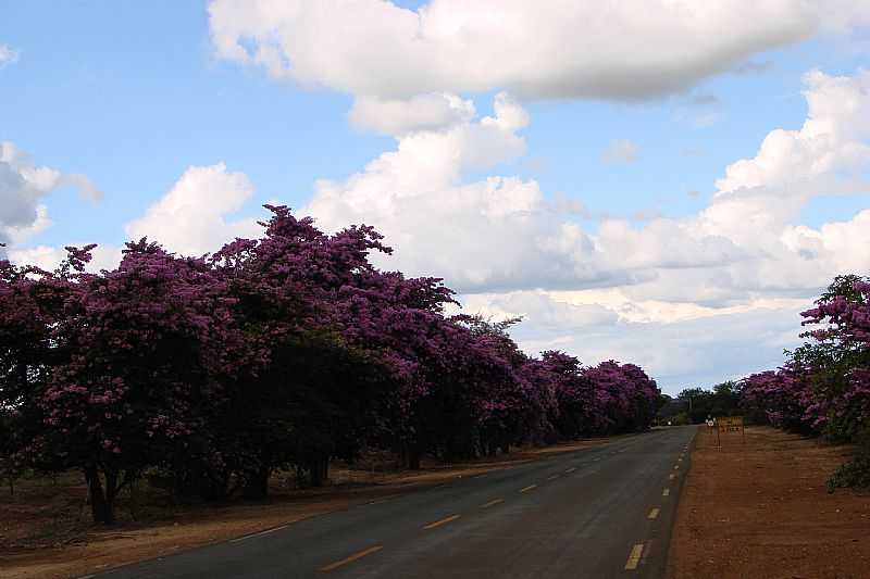 LAGOA DA PRATA-MG-VIA PARALELA AO CAMPO DE POUSO-FOTO:PROF. DR. IVAN ANDRADE - LAGOA DA PRATA - MG