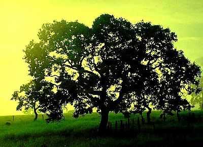 AMANHECER-FOTO:JEAN LIMA  - LAGOA FORMOSA - MG