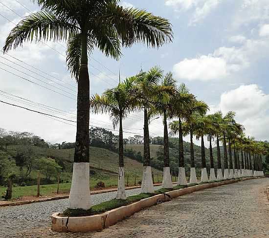 LAMIM-MG-COQUEIROS NA AVENIDA DE ENTRADA-FOTO:BARBOSA - LAMIM - MG